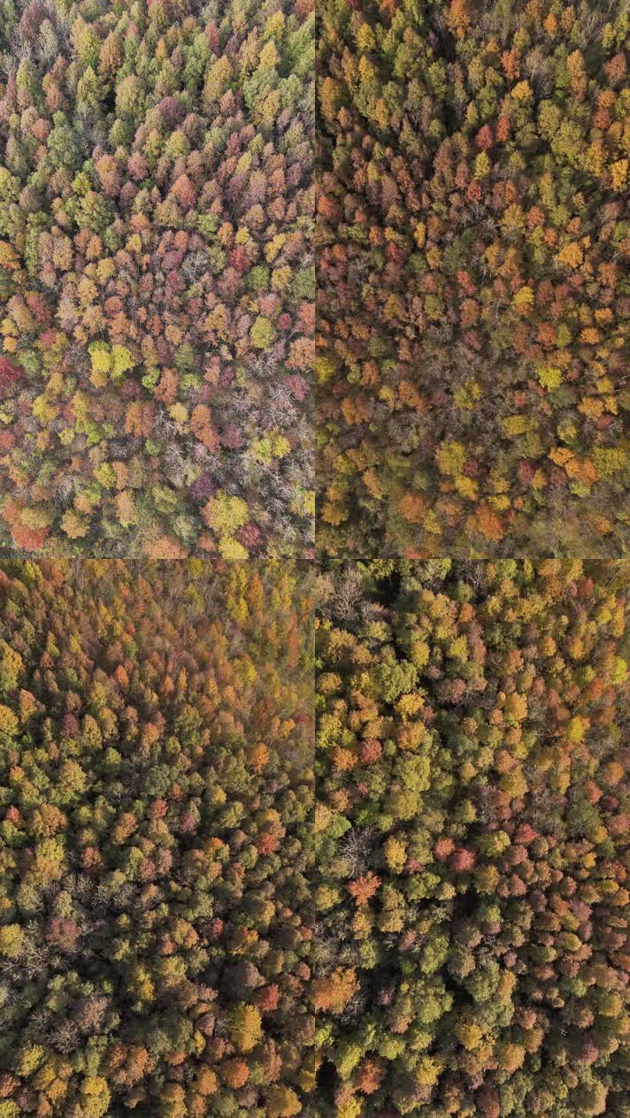 4K航拍竖版视频四秋天秋叶秋景山林枫叶唯美红叶航拍