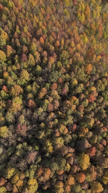 4K航拍竖版视频四秋天秋叶秋景山林枫叶唯美红叶航拍