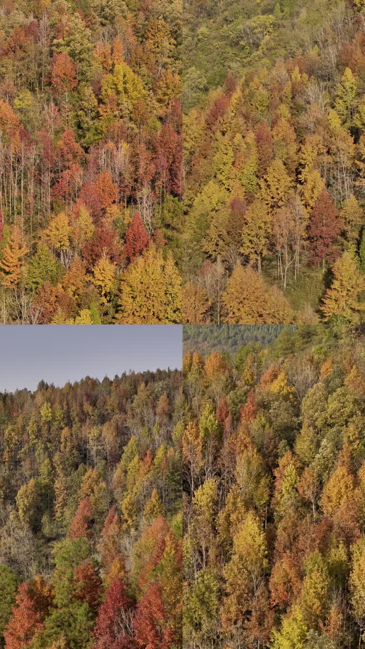 4K航拍竖版视频二秋天秋叶秋景山林枫叶唯美红叶航拍