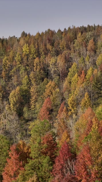 4K航拍竖版视频二秋天秋叶秋景山林枫叶唯美红叶航拍