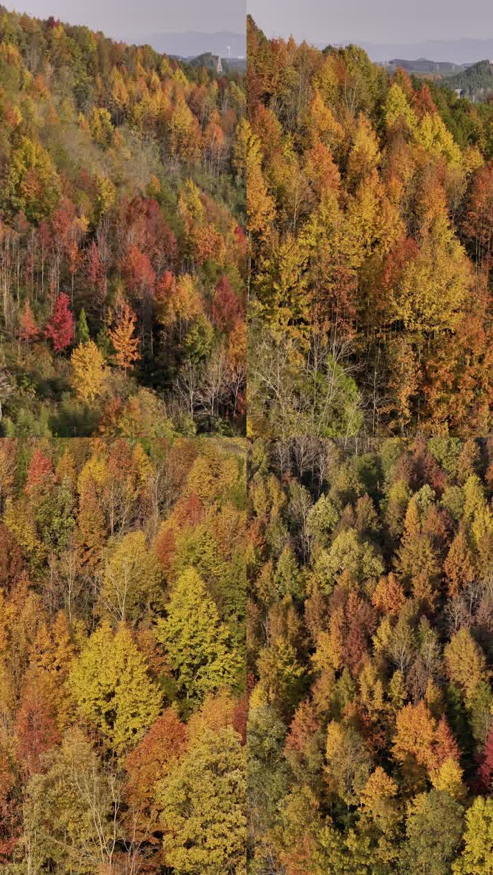 4K航拍竖版视频三秋天秋叶秋景山林枫叶唯美红叶航拍