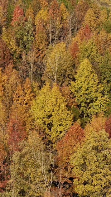 4K航拍竖版视频三秋天秋叶秋景山林枫叶唯美红叶航拍
