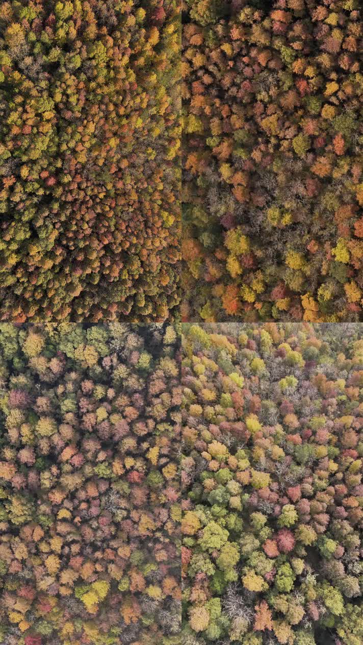 4K航拍竖版视频五秋天秋叶秋景山林枫叶唯美红叶航拍