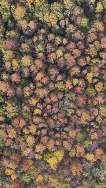 4K航拍竖版视频五秋天秋叶秋景山林枫叶唯美红叶航拍
