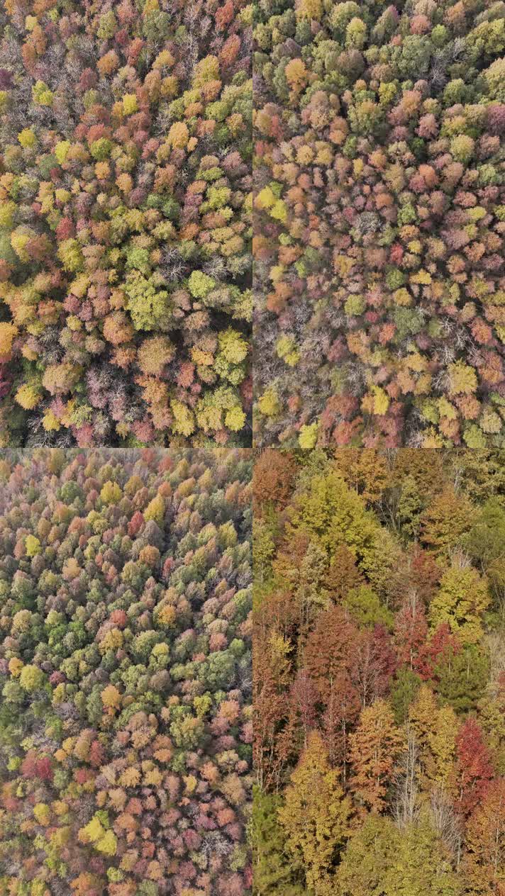 4K航拍竖版视频一秋天秋叶秋景山林枫叶唯美红叶航拍