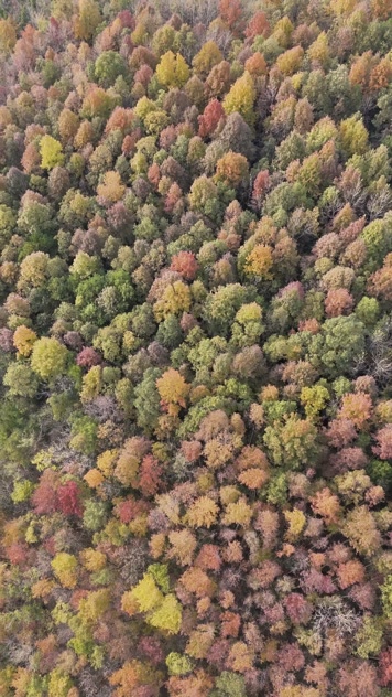 4K航拍竖版视频一秋天秋叶秋景山林枫叶唯美红叶航拍