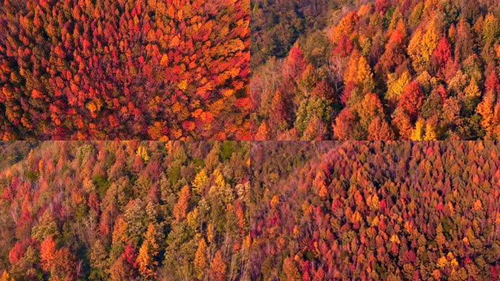 4k航拍（50秒视频）秋天秋叶秋景山林枫叶唯美红叶航拍