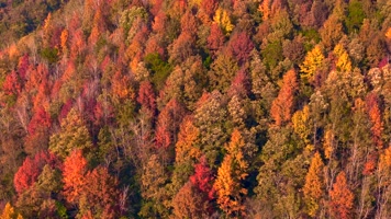 4k航拍（50秒视频）秋天秋叶秋景山林枫叶唯美红叶航拍
