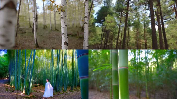 树林竹林白桦林树根