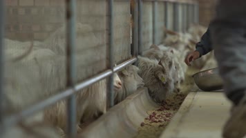 山羊养殖 山羊养殖