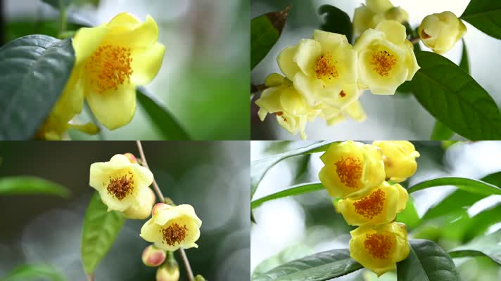 4K唯美金花茶开花 金花茶 金色花朵 