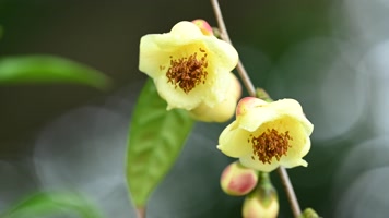 4K唯美金花茶开花 金花茶 金色花朵 