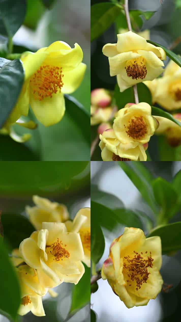 4K唯美金花茶开花 金花茶 金色花朵 