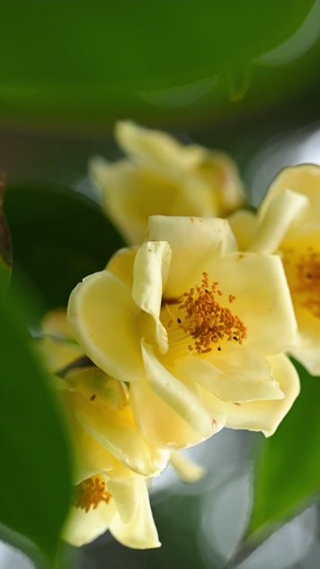 4K唯美金花茶开花 金花茶 金色花朵 