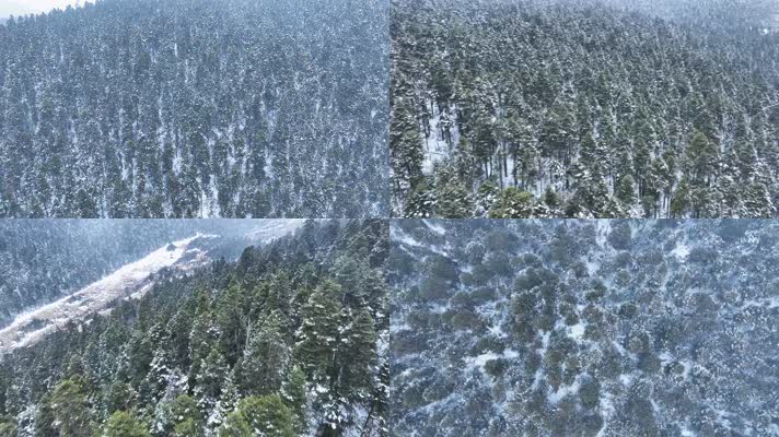 森林 航拍原始森林 雪景 鲁朗林海