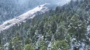 森林 航拍原始森林 雪景 鲁朗林海