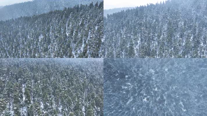 森林 航拍原始森林 雪景 鲁朗林海