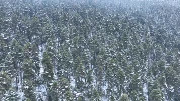 森林 航拍原始森林 雪景 鲁朗林海