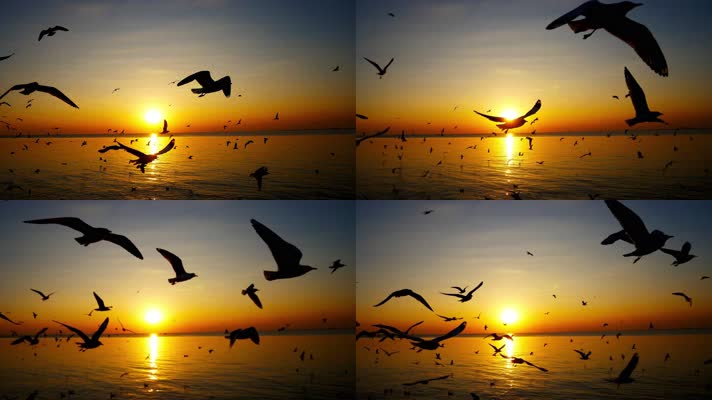 海边落日夕阳下海鸥飞翔风光空镜