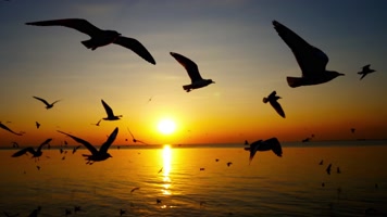 海边落日夕阳下海鸥飞翔风光空镜