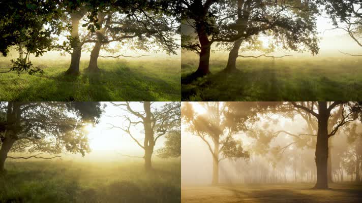 早上树林间的晨雾水汽风光空镜