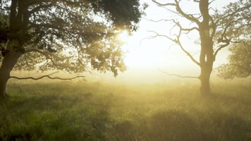 早上树林间的晨雾水汽风光空镜