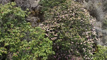 航拍杜鹃花 航拍杜鹃花
