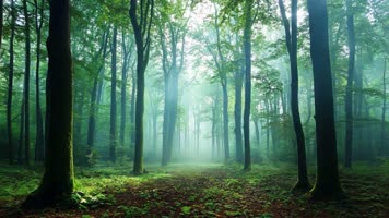 森林航拍大自然风 森林航拍大自然风