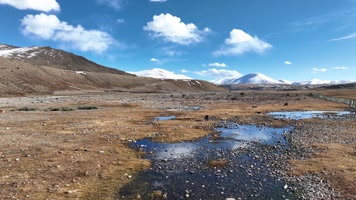 西藏野生动物 西藏野生动物