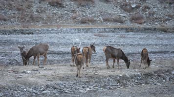 西藏野生动物 西藏野生动物