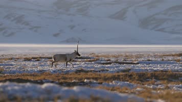 西藏野生动物 西藏野生动物